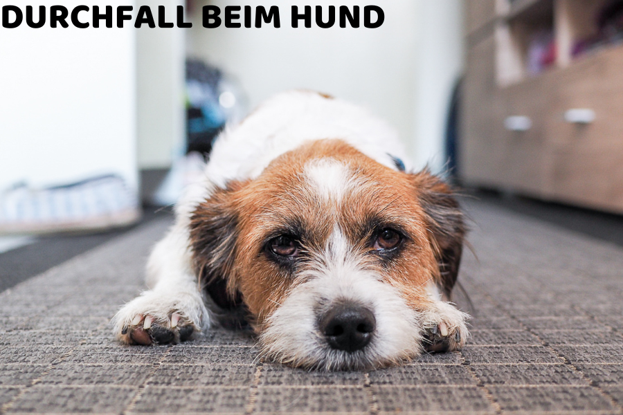 Dem Hund geht es nicht gut - er hat Durchfall