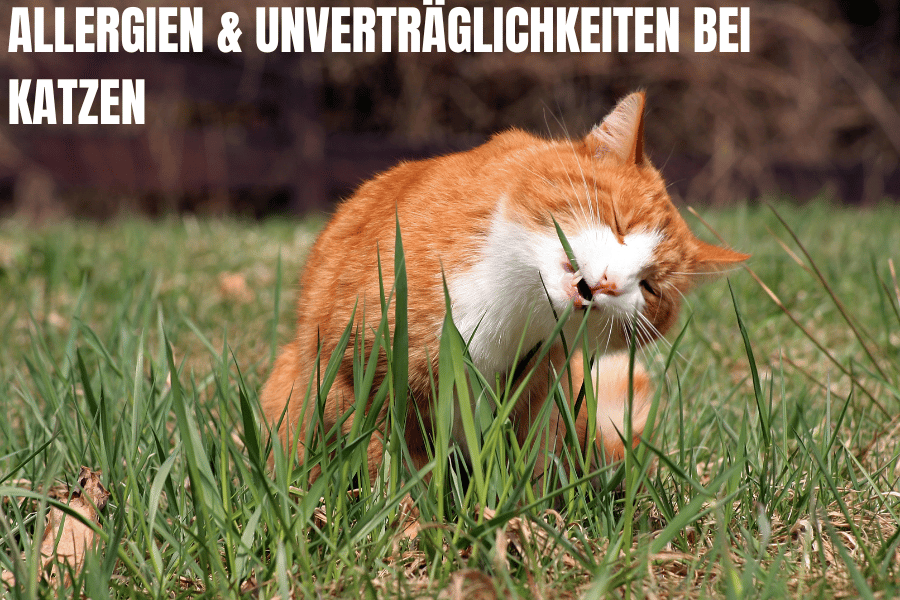 Katze frisst Gras wegen Unverträglichkeiten des minderwertigen Futters