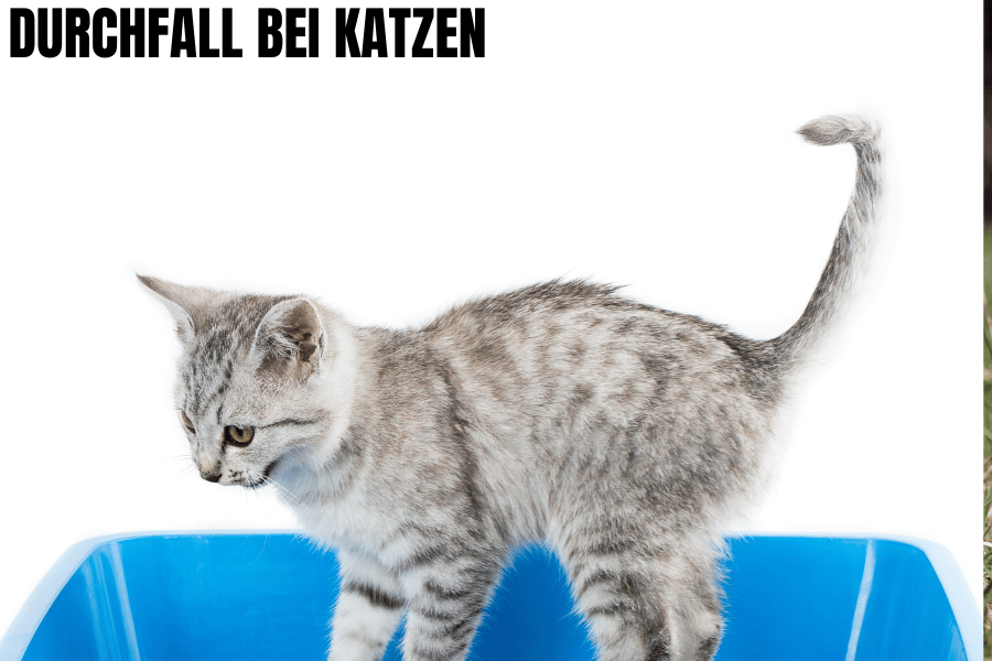 Katze mit Durchfall im Katzenklo