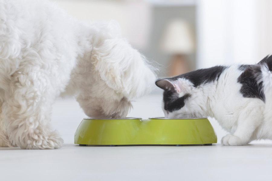 Nassfutter, Trockenfutter, BARF oder Selbst kochen