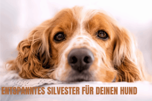 Entspanntes Silvester für Hunde