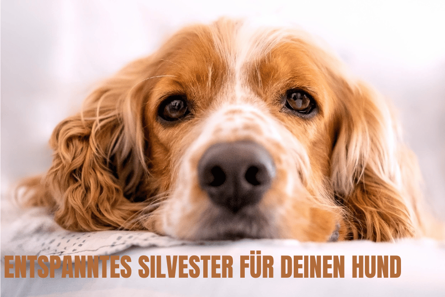 Entspanntes Silvester für Hunde