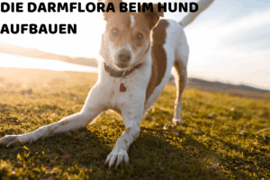 darmflora beim hund aufbauen