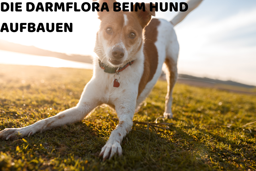 darmflora beim hund aufbauen
