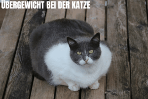 Dicke Katze mit Übergewicht schaut in die Kamera