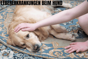 Lebererkrankungen beim Hund