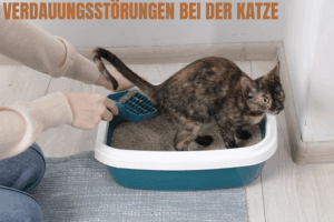 Verdauungsstörung bei der katze