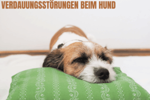 Verdauungsstörung beim Hund