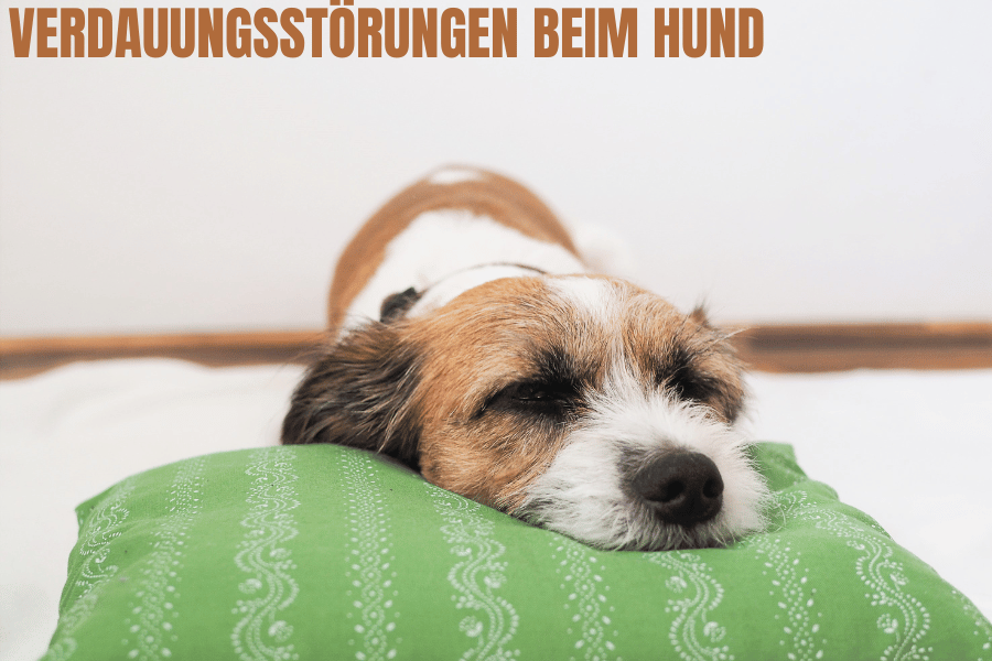 Verdauungsstörung beim Hund