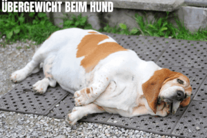 übergewicht beim hund