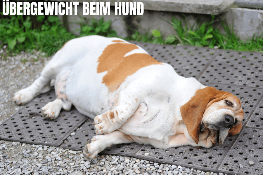 übergewicht beim hund
