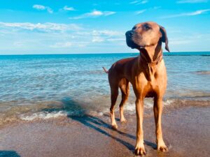 Futterumstellung beim Hund - hübscher Hund am Meer