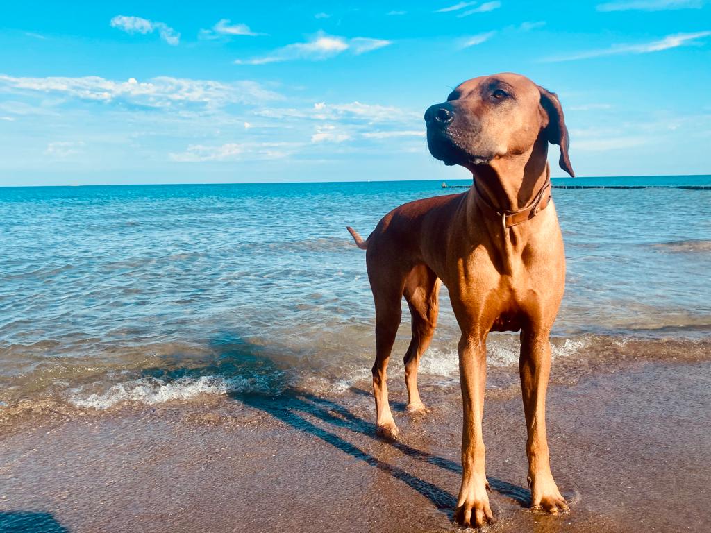 Futterumstellung beim Hund - hübscher Hund am Meer