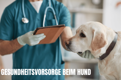 gesundheitsvorsorge-hund